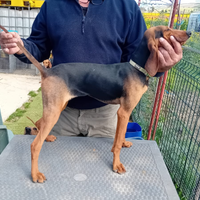 Segugio italiano pelo raso