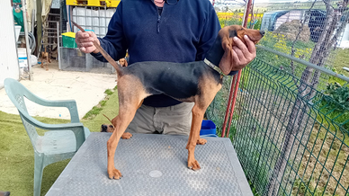 Segugio italiano pelo raso