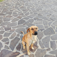 Cuccioli meticcio