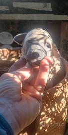 Cuccioli piccolo levriero italiano