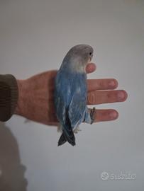Pappagallo inseparabile allevato a mano