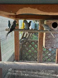 Parrocchetti dal collare pappagalli