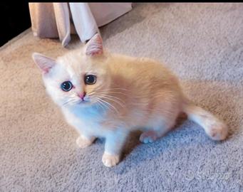 British Shorthair Cream Point