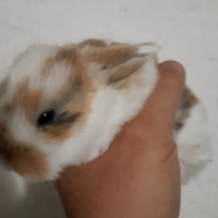 Conigli nani Coniglietti Ariete e Testa di Leone