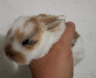 Conigli nani Coniglietti Ariete e Testa di Leone