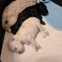 Cuccioli barboncino Toy-Nano pedigree a Natale