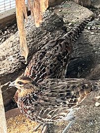 Due Femmine Fagiano VENERATO