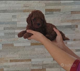 Barboncina Red con pedigree Enci e test genetici