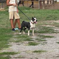 Amstaff campione disponibile per monta