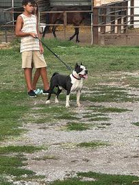 Amstaff campione disponibile per monta