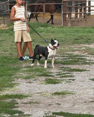 Amstaff campione disponibile per monta
