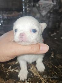 Chihuahua con Pedigree pelo lungo