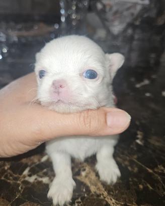 Chihuahua con Pedigree pelo lungo