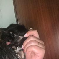 Cucciola di chihuahua linea russa