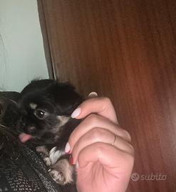 Cucciola di chihuahua linea russa