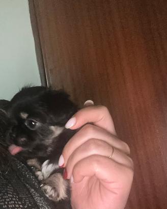 Cucciola di chihuahua linea russa