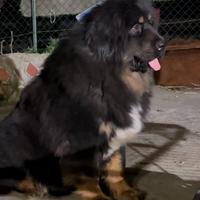 Cuccioli mastino tibetani