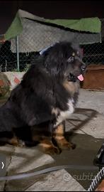 Cuccioli mastino tibetani