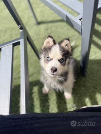 Husky siberian