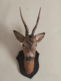 trofeo capriolo