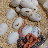 Panterophis guttatus(serpente del grano)