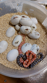 Panterophis guttatus(serpente del grano)