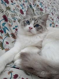 Cucciolo dolcissimo di Ragdoll