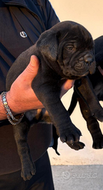 Cane corso
