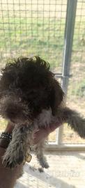 Lagotto romagnolo