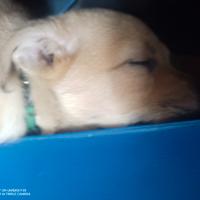 Cucciola 9 settimane