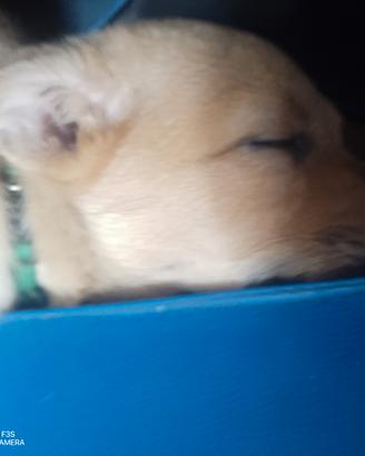 Cucciola 9 settimane