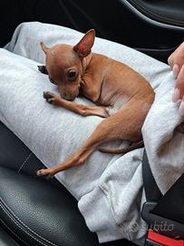 Pinscher