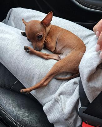 Pinscher
