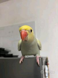 Parrocchetti dal collare