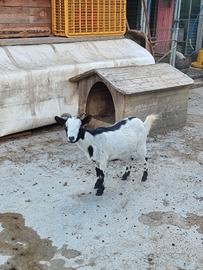 Capra tibetana