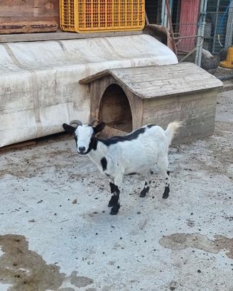 Capra tibetana