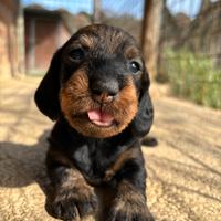 Cuccioli bassotto tedesco standard