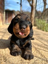 Cuccioli bassotto tedesco standard