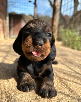 Cuccioli bassotto tedesco standard
