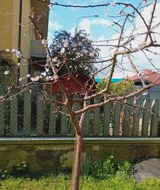 Ampio appartamento con giardino privato 