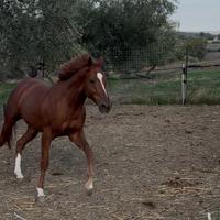 Cavallo purosangue inglese