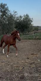 Cavallo purosangue inglese