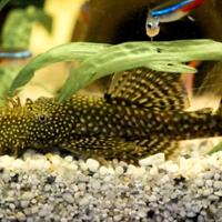 Ancistrus Maschio adulto