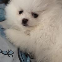 Pomerania