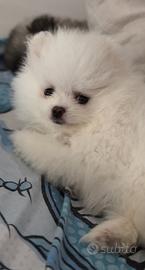 Pomerania