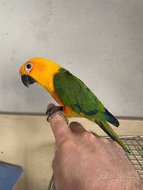 Conuro jandaya allevato a mano