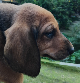 Segugio italiano caccia