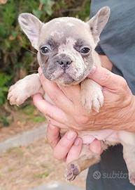bullbog francese merle 