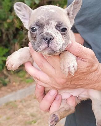 bullbog francese merle 