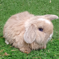 Coniglio razza Ariete minilop